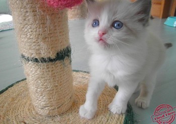 chaton femelle blue bicolour - 4 semaines - Chatterie Ragdolls du Val de Beauvoir